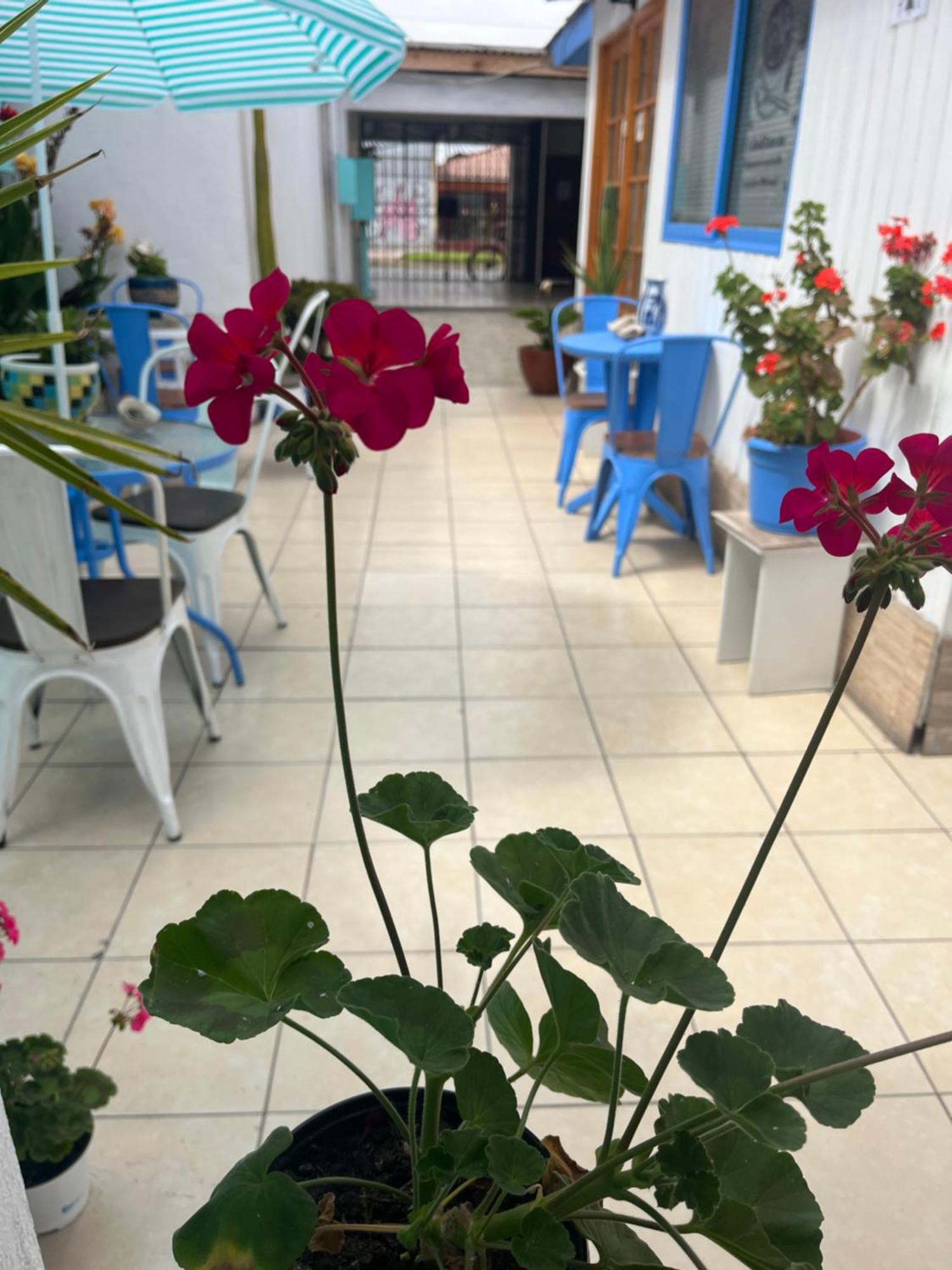 Hostal Avenue La Serena Buitenkant foto